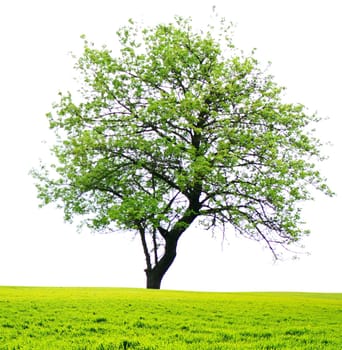 tree with green leaves isolated on white background