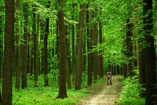 a path  is in the green forest