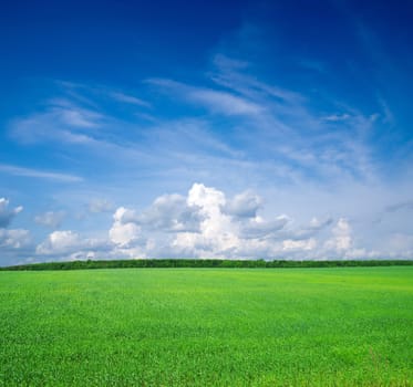 Field of grass and blue sky