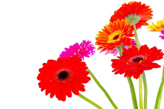 colorful gerberas on white background