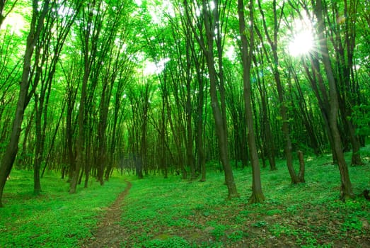 Early morning sun in the green forest