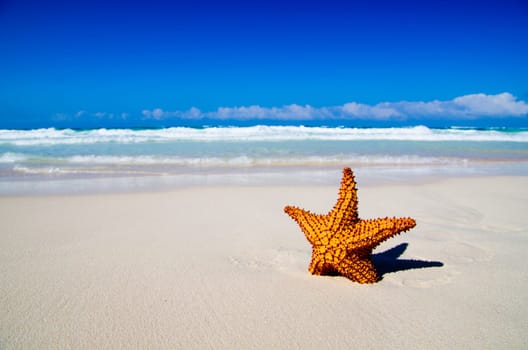 starfish with ocean , beach and seascape
