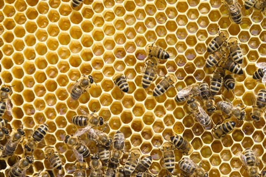 Close up view of the working bees on honeycells