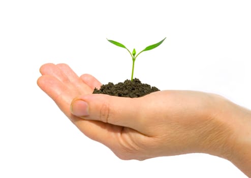 plant in the hand on dark white background