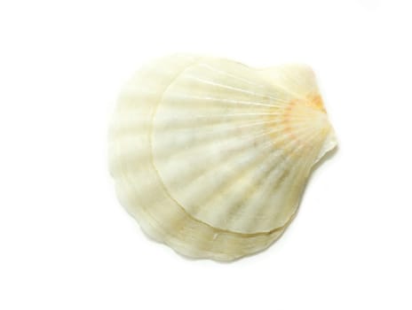 Sea shell  isolated on white background