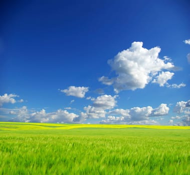 field on a background of the blue sky