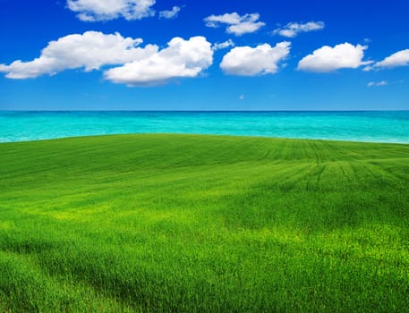 green field and blue sky