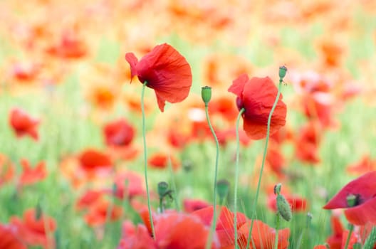 closeup of red poppy on cereal field