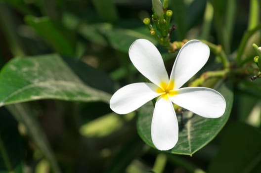 white plumeria flowers closeup on green background