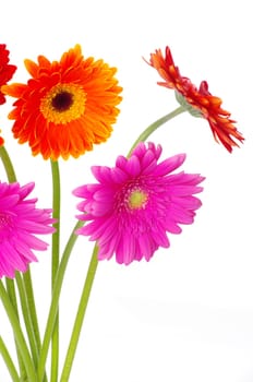 colorful  flowers gerberas on white background