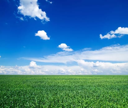 field on a background of the blue sky
