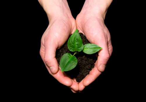 Hands holding sapling in soil
