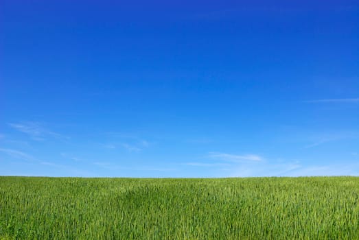 Early summer corn with a blue sky background