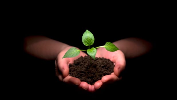 Hands holdings a little green plant on a black background