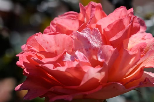rose without hip without rosehip