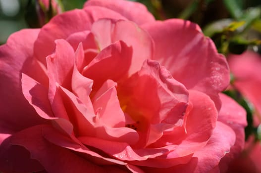 rose without hip without rosehip