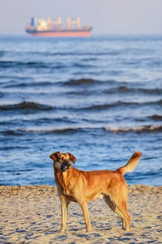 Stray Dog on the Shore of the Black Sea