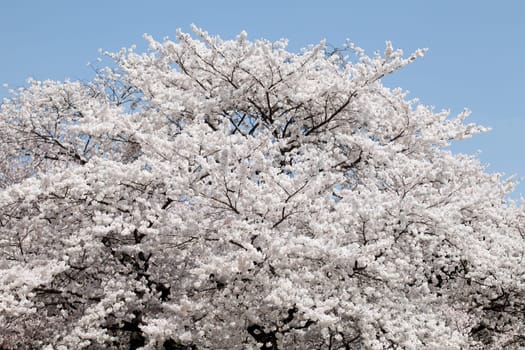 springtime blooming cherry tree