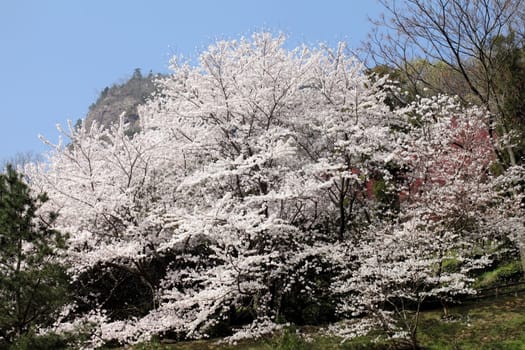 springtime blooming cherry tree