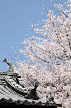 Japanese temple with flowering cherry tree