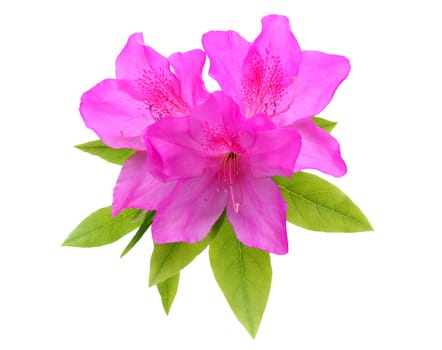 blooming purple azalea flower