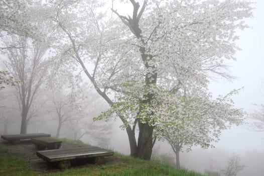 springtime cherry blossom tree with the fog