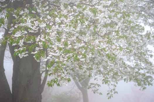 cherry blossom tree with fog