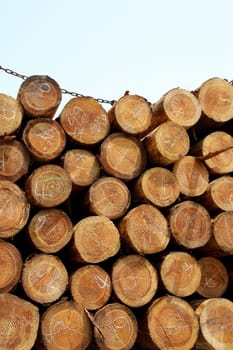 Stack of wood logs