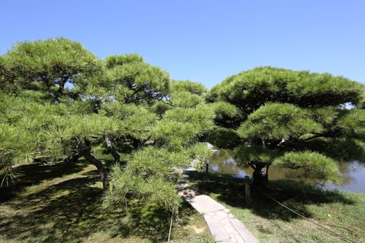 View of city park with pine trees