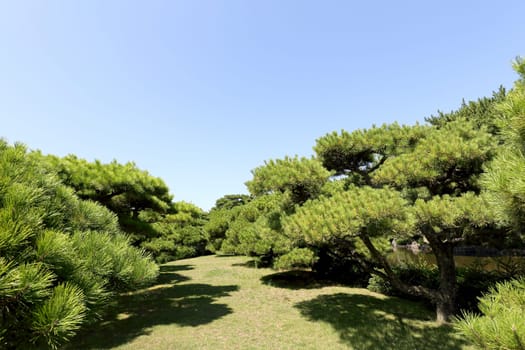 View of city park with pine trees