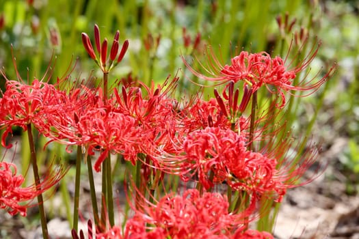 Red spider lily, lycoris radiata, cluster amaryllis