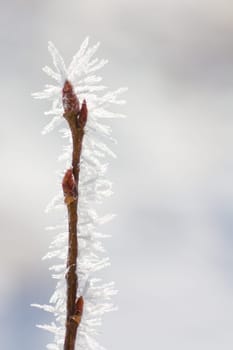 Winter macro of a budded twig covered in hoar frost
