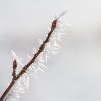 Winter macro of a budded twig covered in hoar frost, diagonal across a square image.