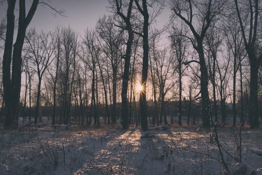 Winter landscape of a starburst coming through the trees.