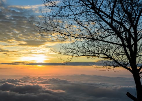 Silhouette of leafless tree on dramatic sunrise sky with sea of fog