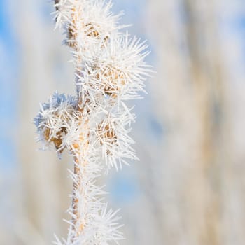 Macro of seed pods covered in hoar frost.