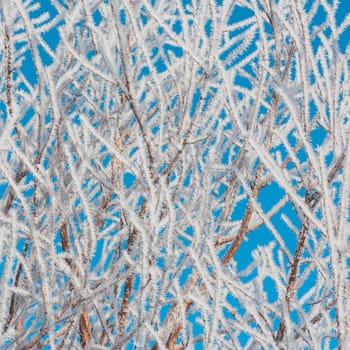 Hoar Frost covered foliage with a blues sky background.