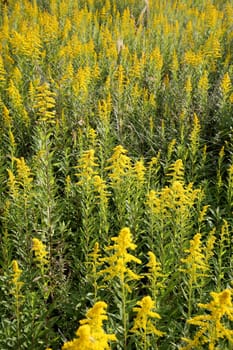 Giant goldenrod field background