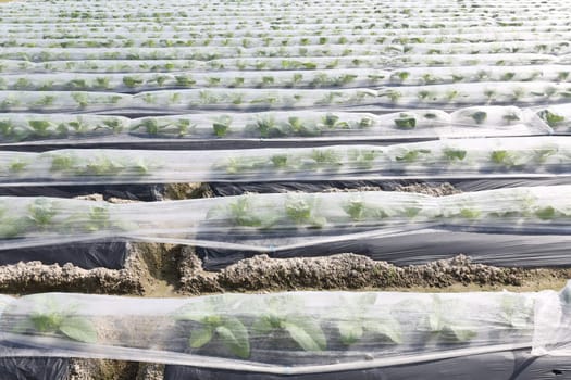 Landscape vegetable farmland covered with plastic foil