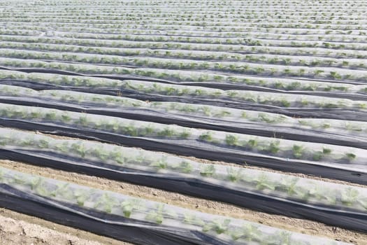 Landscape vegetable farmland covered with plastic foil