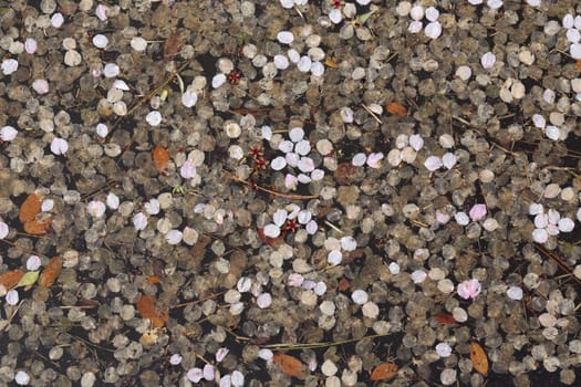 Fallen petals of cherry petals on water