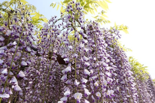purple wisteria trellis