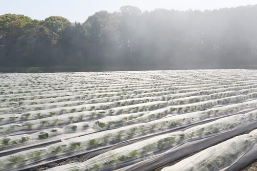 Landscape vegetable farmland with the morning fog