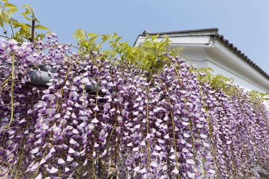 purple wisteria trellis