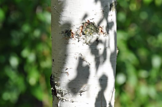 Birch tribe