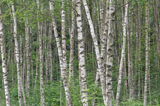 Birch forest