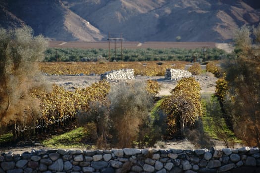 A wine plantation on the Salton Sea with field stones piled up to the wall.