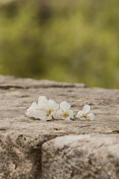 Cherry blossoms on a wall
