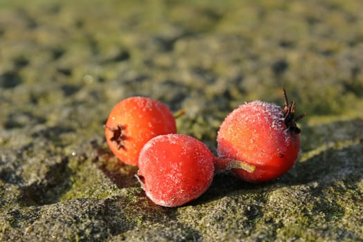 Three apple buckthorn berries (Crataegus x lavallei 'Carrierei') with roughrip
