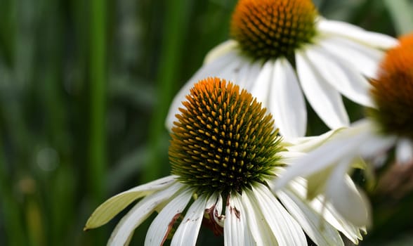 Echanicea - white sun hat